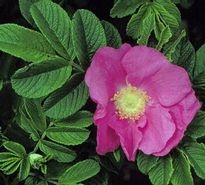 Rosa rugosa - Japán rózsa