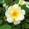 Sárga talajtakaró rózsa Rosa Piprenelle